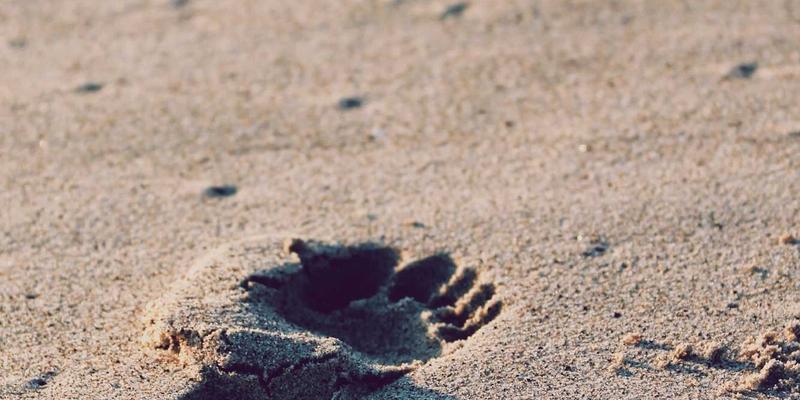 400G/800G以太网技术解析：驱动超大规模数据中心发展的核心网络动力