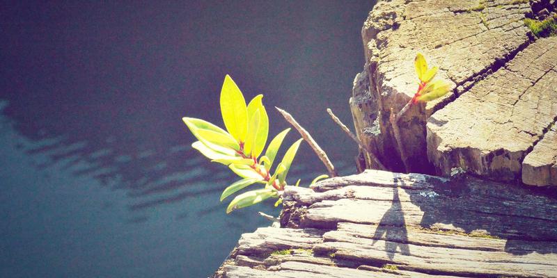 400G/800G高速以太网技术演进与光模块选型指南：从理论到实践的编程教程与资源分享